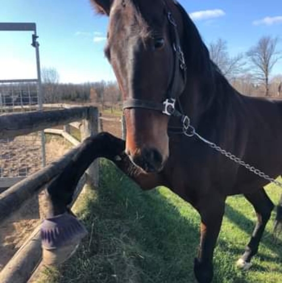 thebigmare1